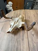 "HENDRICKX " Schedel met hoorn., Ophalen, Gebruikt, Wild dier, Schedel