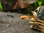 ancistrus red longfin 3x, Dieren en Toebehoren, Vis