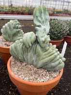 Cactus Myrtillocactus Geometrizans Cristaat, Ophalen of Verzenden, Minder dan 100 cm, Bloeiende kamerplant, Volle zon