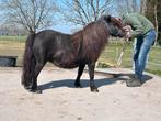 Mooie NSPS stamboek merrie dragend, Dieren en Toebehoren, Paarden en Pony's | Dekhengsten en Fokmerries, Merrie