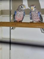 3 mooie Bourkes Bourks zijn geringd, Dieren en Toebehoren, Vogels | Parkieten en Papegaaien, Geslacht onbekend, Parkiet, Geringd