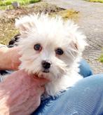 Sympathieke wervelwind met ondeugende trekjes is op zoek..., Dieren en Toebehoren, Honden | Chihuahua's en Gezelschapshonden, België