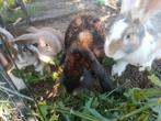 Franse hangoor Vlaamse ruis mix 10 weken oud, Dieren en Toebehoren, Konijnen, Meerdere dieren, Groot, Hangoor