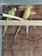 Halsband parkieten incl drie jongen, Meerdere dieren, Parkiet, Geringd