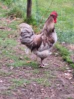 jonge hanen scharrel GRATIS biodynamisch, superfood slacht, Dieren en Toebehoren, Pluimvee, Mannelijk, Kip