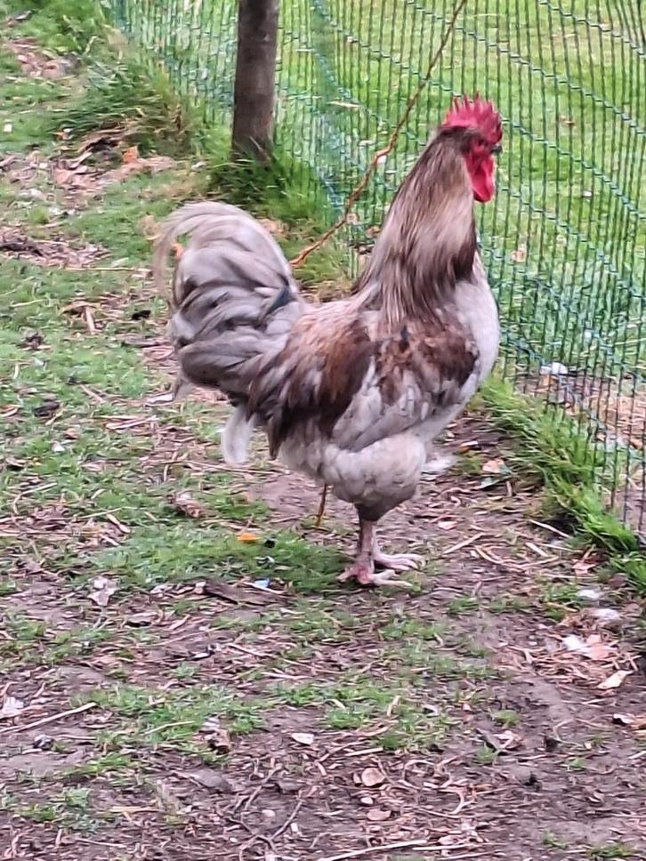 jonge hanen scharrel GRATIS biodynamisch, superfood slacht, Dieren en Toebehoren, Pluimvee, Kip, Mannelijk