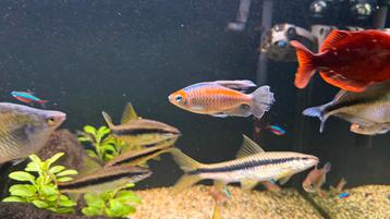 Congozalm Blauw Phenacogrammus Interruptus beschikbaar voor biedingen