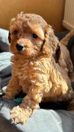 Mooie Maltipoo mini doodle pups, 8 tot 15 weken, Meerdere, Meerdere dieren, Klein