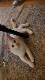 Ragdoll Redpoint Katertje