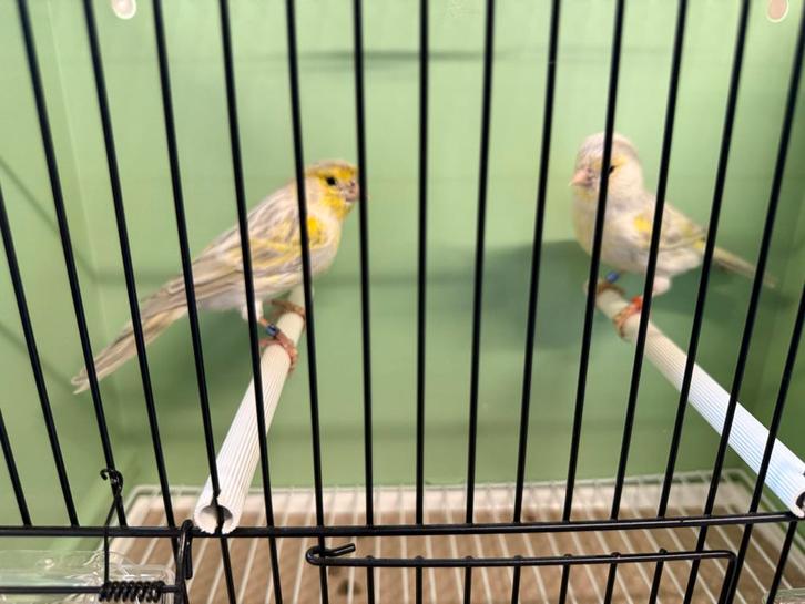 Kanaries agaat opaal geel mozaiek., Dieren en Toebehoren, Vogels | Kanaries, Kleurkanarie, Meerdere dieren