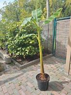 musa basoo bananenplant 120 cm winterhard, Tuin en Terras, Planten | Bomen, Overige soorten, Minder dan 100 cm, Zomer, Ophalen