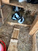 baby half teddy half dwerg konijntjes, Dieren en Toebehoren, Meerdere dieren, Dwerg