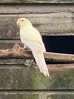 Kakariki man van eind juli, Dieren en Toebehoren, Mannelijk, Parkiet