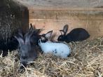 Jonge groot lotharingers, Dieren en Toebehoren, Meerdere dieren, Groot
