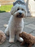 australien mini labradoodle mogen verhuizen, Dieren en Toebehoren, Overige rassen, 8 tot 15 weken, CDV (hondenziekte), Meerdere