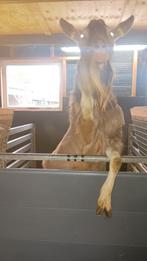 Dek bok hoornloze toggenburger geit geiten, Dieren en Toebehoren, Schapen, Geiten en Varkens, Mannelijk, Geit