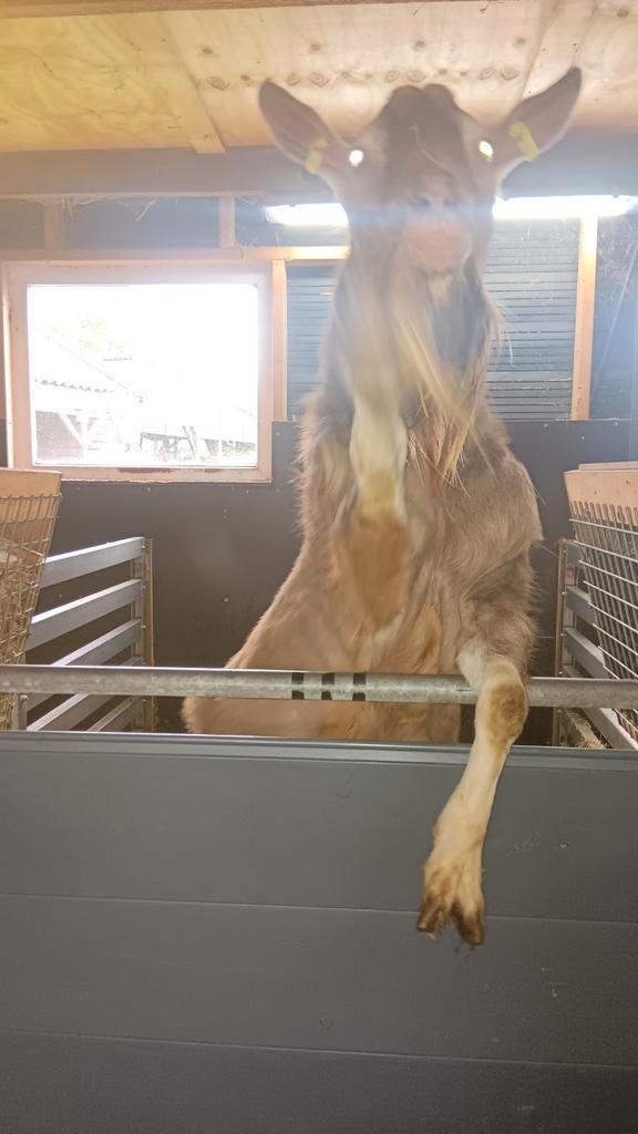 Dek bok hoornloze toggenburger geit geiten, Dieren en Toebehoren, Schapen, Geiten en Varkens, Geit, Mannelijk