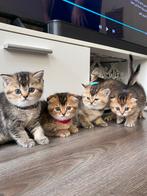 🌟Uniek nestje kittens vol karakter ✨, Dieren en Toebehoren, Katten en Kittens | Raskatten | Korthaar, Meerdere dieren, Ontwormd