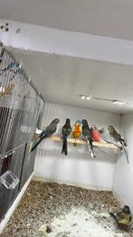Bourkes, Dieren en Toebehoren, Meerdere dieren, Parkiet