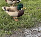 2 wilde eend mannetjes., Dieren en Toebehoren, Pluimvee, Mannelijk, Eend