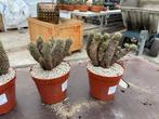 Caudex Euphorbia Bubalina uit Zuid Afrika Oost Kaap 15cm pot, Overige soorten, In pot, Minder dan 100 cm, Bloeiende kamerplant