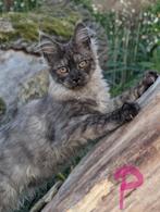 prachtige maine coon kittens met stamboom, Dieren en Toebehoren, Meerdere dieren, Gechipt, 0 tot 2 jaar