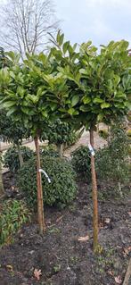 Prunus Rotundifolia op stam Laurier mooie volle planten, Tuin en Terras, Ophalen, Halfschaduw, Overige soorten, Lente