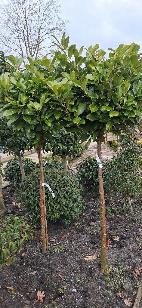 Prunus Rotundifolia op stam Laurier mooie volle planten, Tuin en Terras, Planten | Bomen, Overige soorten, 100 tot 250 cm, Halfschaduw