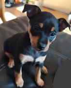 Teefje dwergpinscher/ american hairless terriër pup, Dieren en Toebehoren, Overige rassen, 8 tot 15 weken, Teef, CDV (hondenziekte)