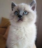 Prachtige volbloed Britse korthaar kittens, Meerdere dieren, Ontwormd, 0 tot 2 jaar