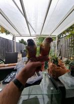 2vogels en een kooi gratie, Dieren en Toebehoren, Vogels | Parkieten en Papegaaien, Meerdere dieren, Papegaai, Geringd