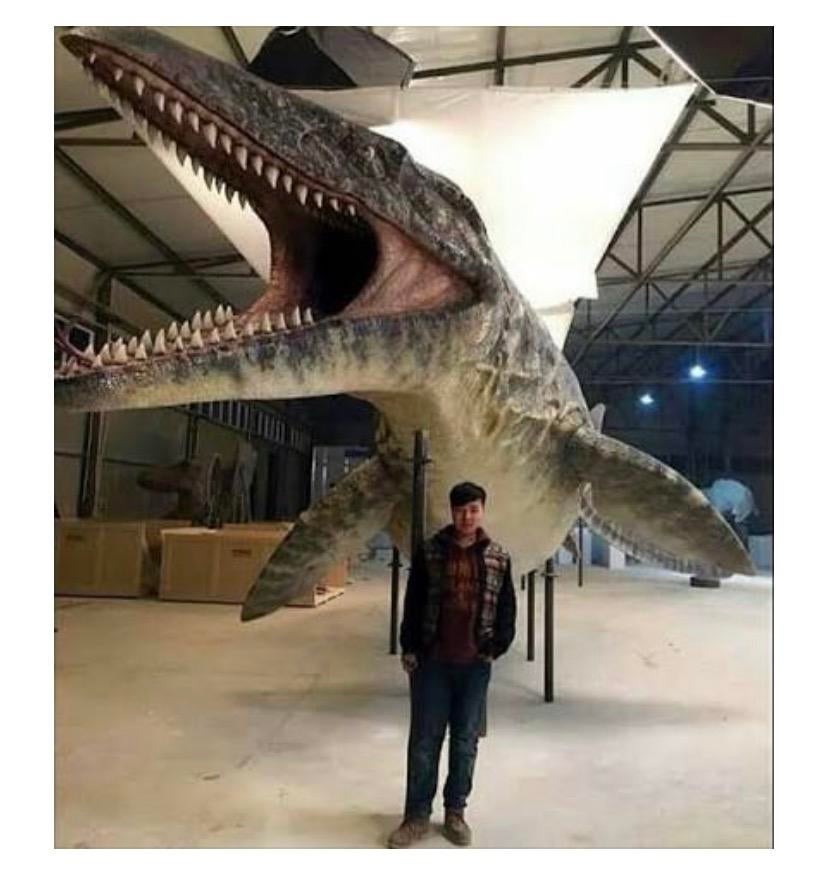 fossiel, Verzamelen, Overige Verzamelen, Gebruikt, Ophalen of Verzenden