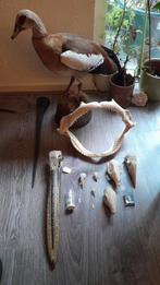 Verzameling opgezette dieren / taxidermie, Verzamelen, Dierenverzamelingen, Ophalen of Verzenden, Zo goed als nieuw, Schedel