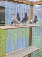 Postduiven duiven 4 doffers, Dieren en Toebehoren, Vogels | Duiven, Meerdere dieren, Postduif