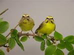 Mozambiquesijs, Dieren en Toebehoren, Vogels | Overige Vogels, Meerdere dieren, Tropenvogel