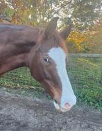 Verzorgster met hart voor grondwerk gezocht, Diensten en Vakmensen