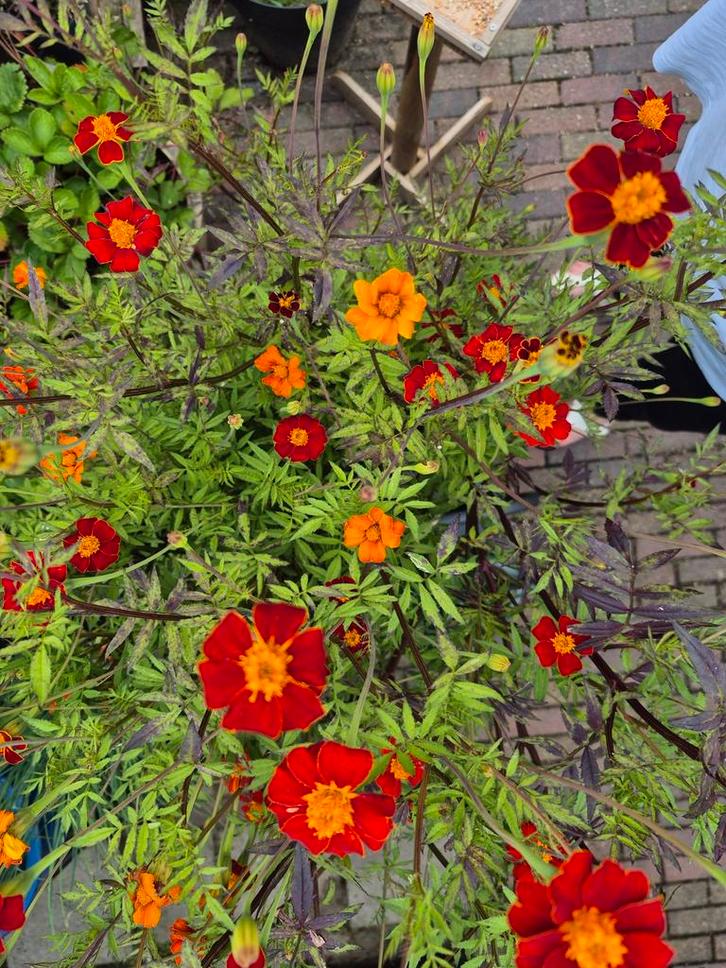 Tagetes., Tuin en Terras, Bloembollen en Zaden, Zaad, Voorjaar, Halfschaduw, Verzenden