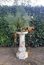 Wilde Wingerd planten, Ophalen, Volle zon