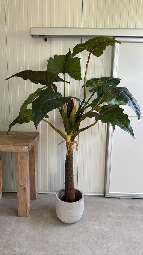 Geweldige kunst plant, Huis en Inrichting, Kamerplanten, Overige soorten, Ophalen of Verzenden