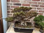 Prachtige Bonsai Azalea Nikko, Tuin en Terras, Vaste plant, Halfschaduw, Lente, Ophalen