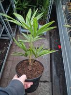 Mooie trachycarpus fortunei te koop., Ophalen of Verzenden, Overige soorten, Halfschaduw