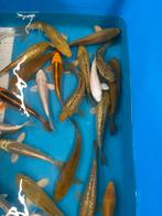 chagois en platinum ginrin koi, Dieren en Toebehoren, Karper of Koi