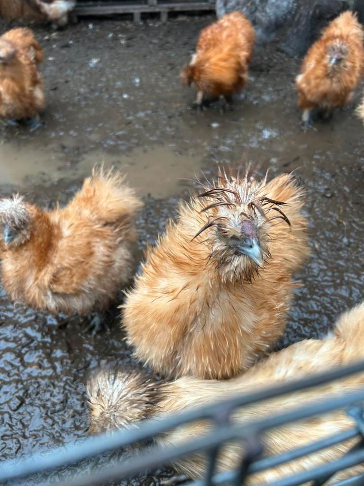 Usa zijdehoen hanen (vermoedelijk) buff, Dieren en Toebehoren, Pluimvee, Kip, Mannelijk