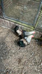 Wyandotte kriel, Dieren en Toebehoren, Pluimvee, Meerdere dieren, Kip