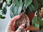 aeschynanthus marmoratus (lipstick plant), Huis en Inrichting, Kamerplanten, Overige soorten, Ophalen of Verzenden, Halfschaduw