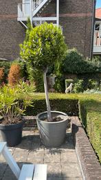 Echte laurier - 2 meter hoog bol op stam, Ophalen, In pot, Volle zon, 100 tot 250 cm