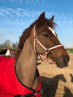 D-pony New Forest L2 Dressuur, Dieren en Toebehoren, Merrie, Gechipt, Dressuurpony, L
