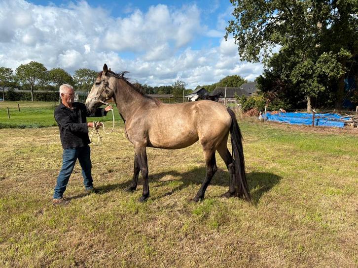 Te koop: 4-jarige valk merrie en 9-jarige merrie zwart, Dieren en Toebehoren, Paarden, Merrie