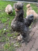 Zijdehoen haantjes, Mannelijk, Kip