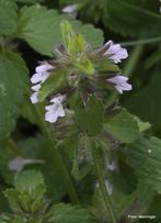 Akkerandoorn, zeldzame inheemse plant, Tuin en Terras, Planten | Tuinplanten, Ophalen, Zomer, Volle zon